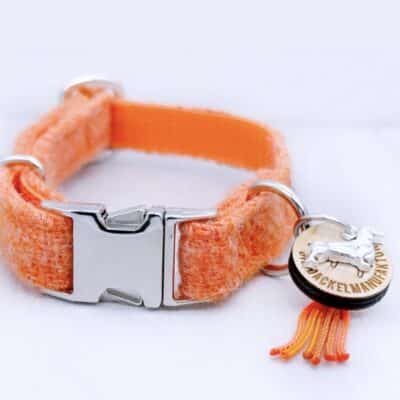 Dackel Hundehalsband Sunset Orange